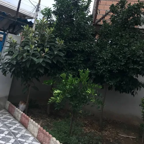 تصویر 2 - ویلا خونه دربست حیاط دار سرسبز در ساری