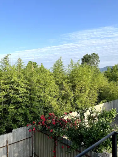 تصویر 13 - کلبه سوئیسی آرکا در لاهیجان