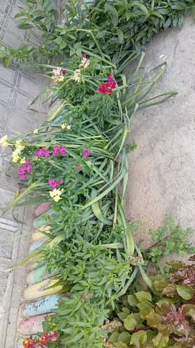 تصویر 17 - خانه ویلایی گل لاله در گرگان