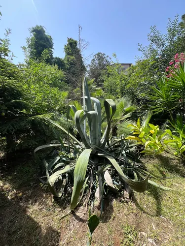 تصویر 21 - ویلا باغ استخردار آبگرم خاتم (1) با ایرهاکی  در  سرخ رود