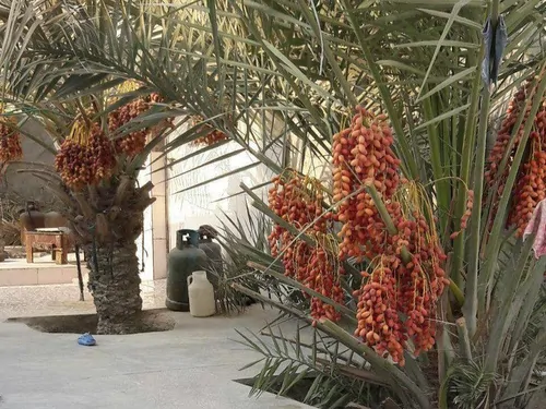 تصویر ۱ - اقامتگاه بوم‌گردی علیشاهی (25 متری) در  قشم