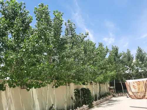 تصویر 23 - ویلا استخردار سرپوشیده آبگرم ماکان  در  سهیلیه