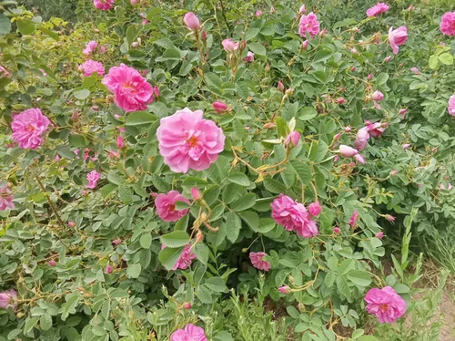 تصویر 17 - ویلا باغ طهورا در  نیاسر