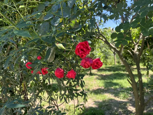 تصویر 26 - کلبه چیکا درمیان باغ پرتقال دلباز در شهسوار