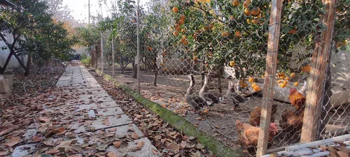 تصویر 12 - سوییت باغچه سبز در  بهشهر