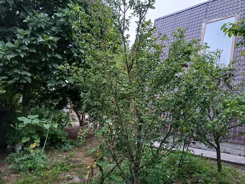 تصویر 14 - کلبه سوئیسی دیار در لاهیجان