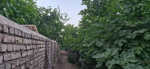 تصویر 8 - سوییت ویلایی سرهنگ در  ورامین