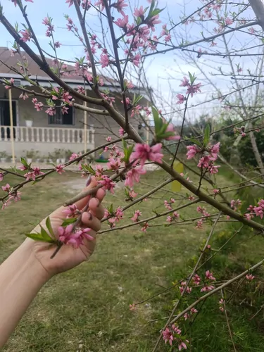 تصویر 2 - ویلا دلباز و رویایی در صومعه‌سرا