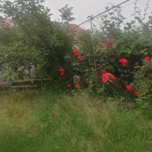 تصویر 3 - ویلا آبشار  در تالش
