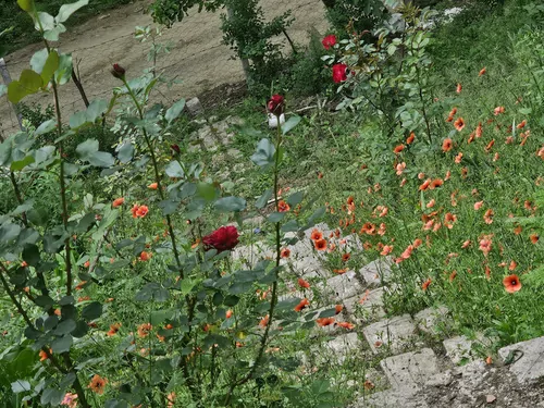 تصویر 21 - سوییت جنگلی ماهلین  در  شفت