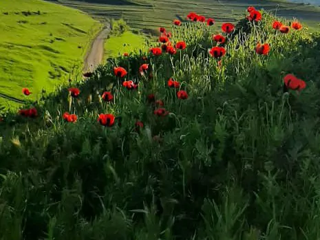 تصویر 3 - روستایی و عشایری اقامتگاه باوین  در کلیبر