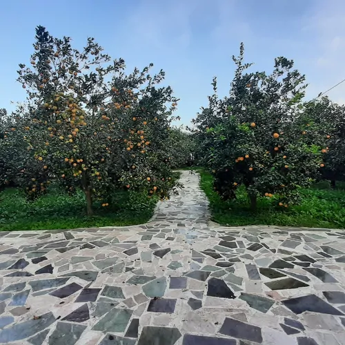 تصویر 30 - خانه مسافر باغ پرتقال در  شیرود