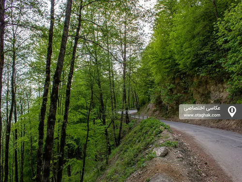 تصویر 22 - ویلا جنگلی بر فراز ابرها در  رامسر