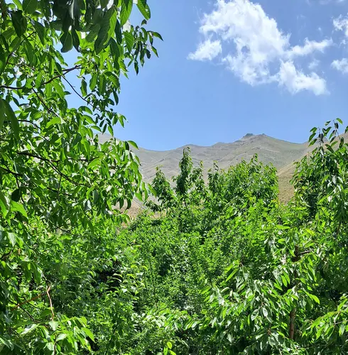 تصویر 15 - سوییت آلبالو  در  اوشان
