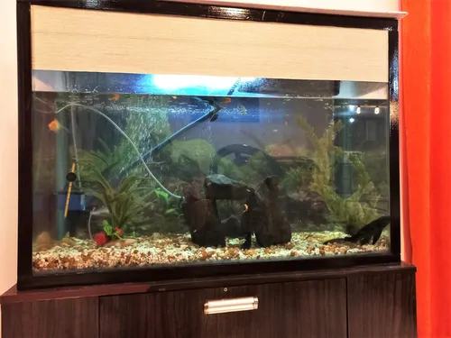 تصویر 11 - ویلا مبله بوستان منطقه آزاد در  انزلی