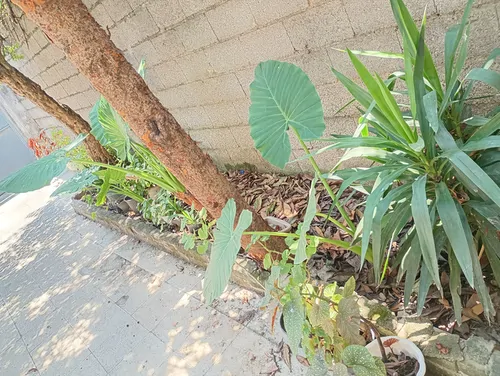 تصویر 23 - ویلا فلکه گاز در  رشت