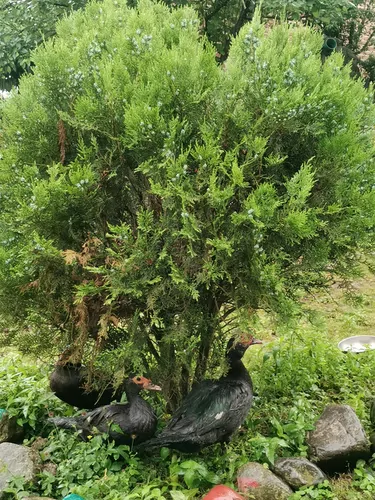 تصویر 16 - ویلا جنگلی شقایق با ویوی عالی در لنگرود