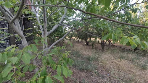 تصویر 3 - ویلا خونه ویلایی پای کوه ، جای ساکت محیط باغی ، مناسب کوهپیمایی در یاسوج