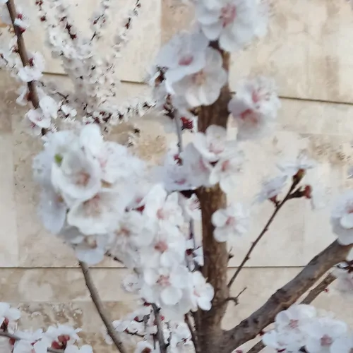 تصویر 18 - ویلا باغ استخردارآبسرد رویا در  سهیلیه