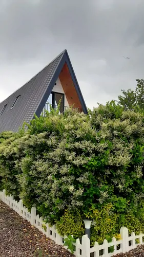 تصویر 16 - ویلا نازگیلان (رویال ۲) در  کلاچای