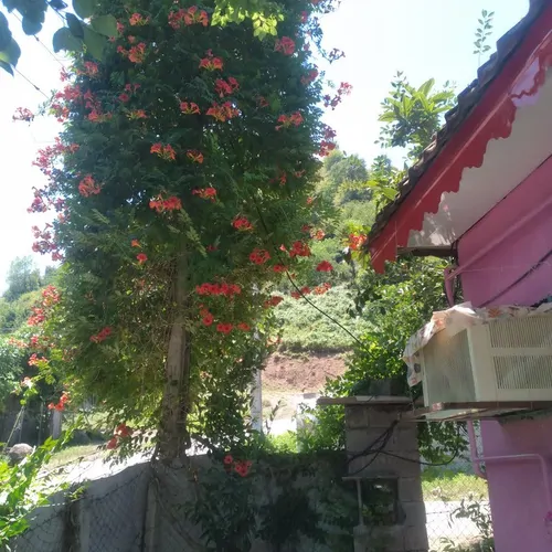 تصویر 11 - ویلا خونه صورتی در  لیسار