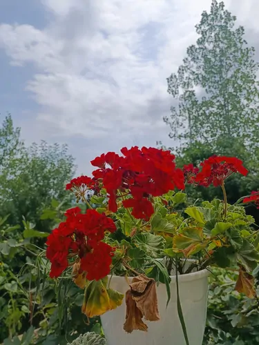 تصویر 3 - ویلا اقامتگاه لاکچری جنگلی اسایش در طبیعت  در سنگر