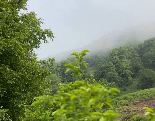 تصویر 26 - کلبه جنگلی هفته چشمه با جکوزی (طبقه 2) در  رضوانشهر
