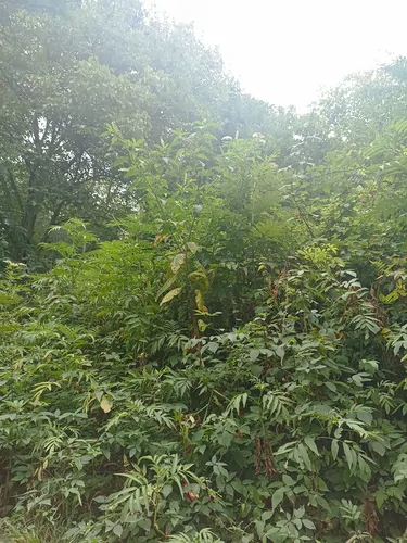 تصویر 4 - خانه لاکچری حیات دار در رستم آباد