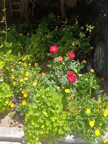 تصویر 21 - آپارتمان شمیم (۴) در  شیراز