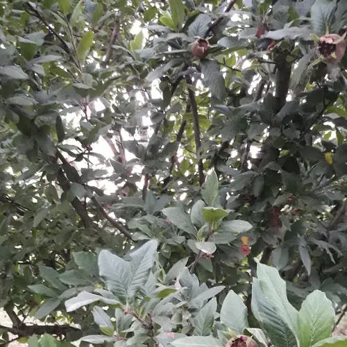 تصویر 3 - روستایی و عشایری بومگردی بهشت نیایش در صومعه‌سرا