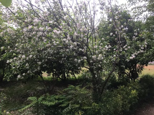 تصویر 27 - ویلا  باغ نیکوکار در  چالوس