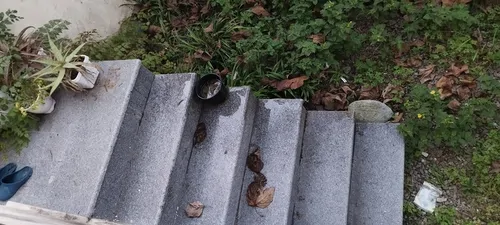 تصویر 2 - خانه اقامتگاه پرشکوه در لنگرود