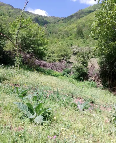 تصویر 4 - کلبه کلبه گردو دنج در کجور