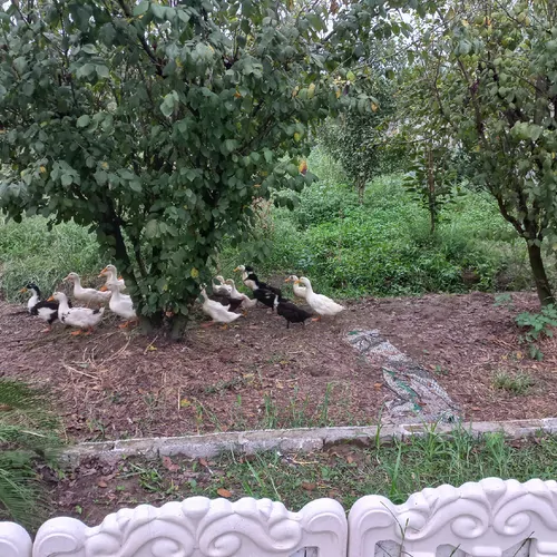 تصویر 2 - ویلا باران در لاهیجان