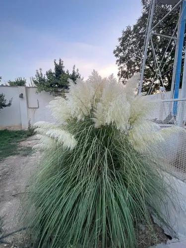 تصویر 3 - ویلا السا در تهران