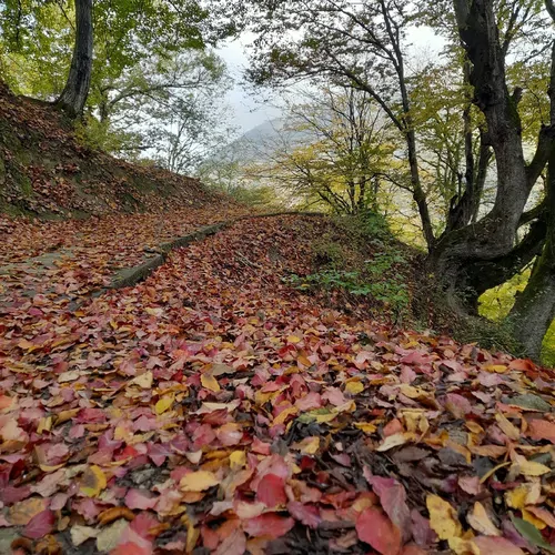 تصویر 5 - کلبه پارک جنگلی نسوم آزادمهر در  سوادکوه