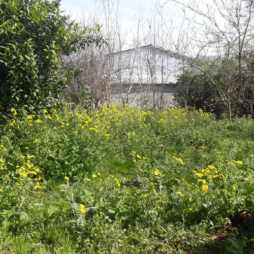 تصویر 3 - اقامتگاه بوم‌گردی خونه باغ شونیشت در ساری