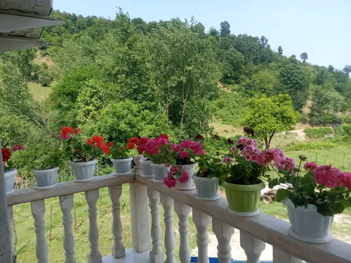 تصویر 13 - ویلا جنگلی ماهان در  ماسال
