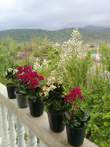 تصویر 21 - ویلا جنگلی مهرداد در ماسال