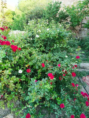 تصویر 9 - ویلا ییلاقی رویای (۲۱) در  طرقبه