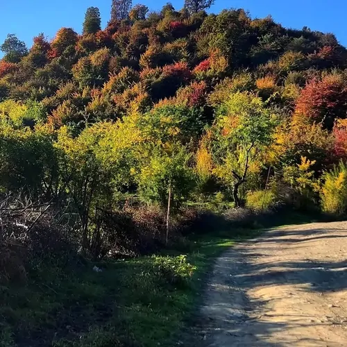 تصویر 36 - کلبه جنگلی چوبی شباهنگ در  ماسال