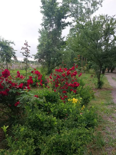 تصویر 18 - ویلا سنتی ایاز در  رشت