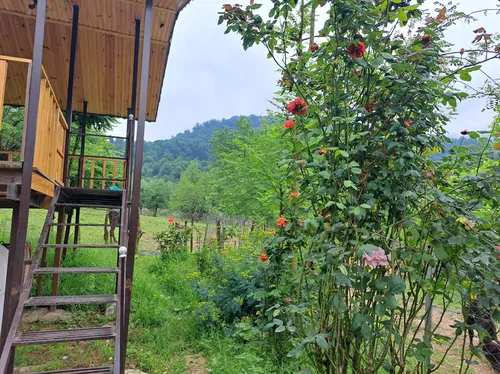 تصویر 18 - کلبه چوبی سعدی در  ماسال