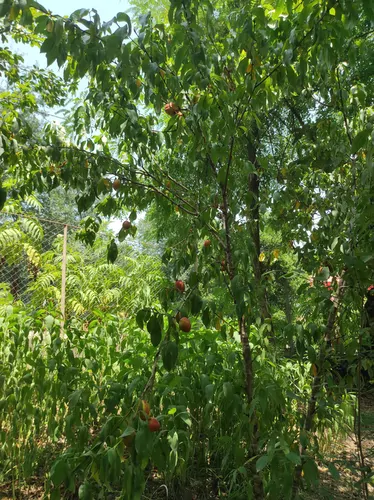 تصویر 12 - روستایی و عشایری درجک در  سراوان