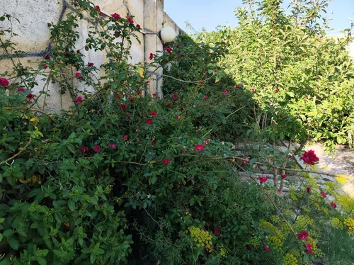 تصویر 22 - ویلا باغ استخردار آبسرد سویل با بیلیارد در قرچک