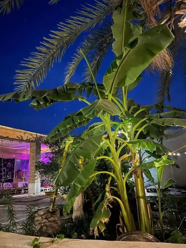 تصویر 13 - اقامتگاه بوم‌گردی بَپ گَپو (اتاق الهه نمک)  در  هرمز