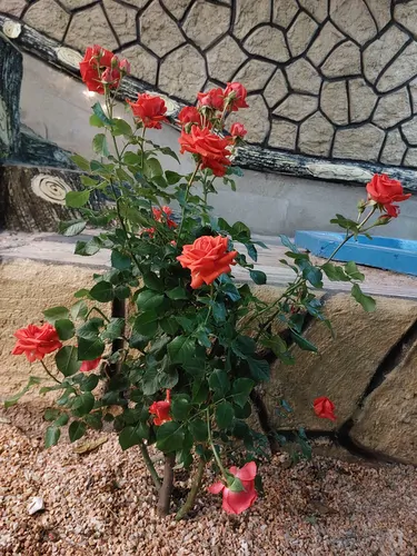 تصویر 27 - ویلا آتاباغی (1) در  اسکو