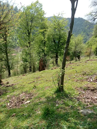 تصویر 14 - ویلا جنگلی جلالی در  ماسال