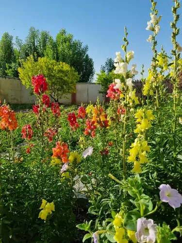 تصویر 5 - اقامتگاه بوم‌گردی پلاسجان (واحد2) در  بویین میاندشت