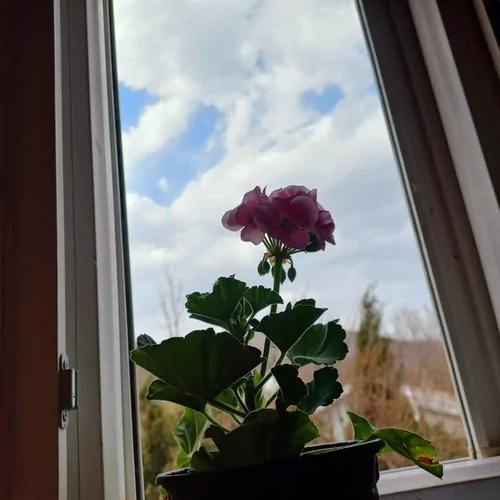 تصویر 13 - کلبه چوبی سید در ماسال